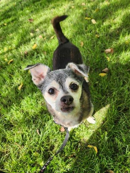 Enlarge Scooby, a Adoptable mixed breed in Montreal, QC image 2/3