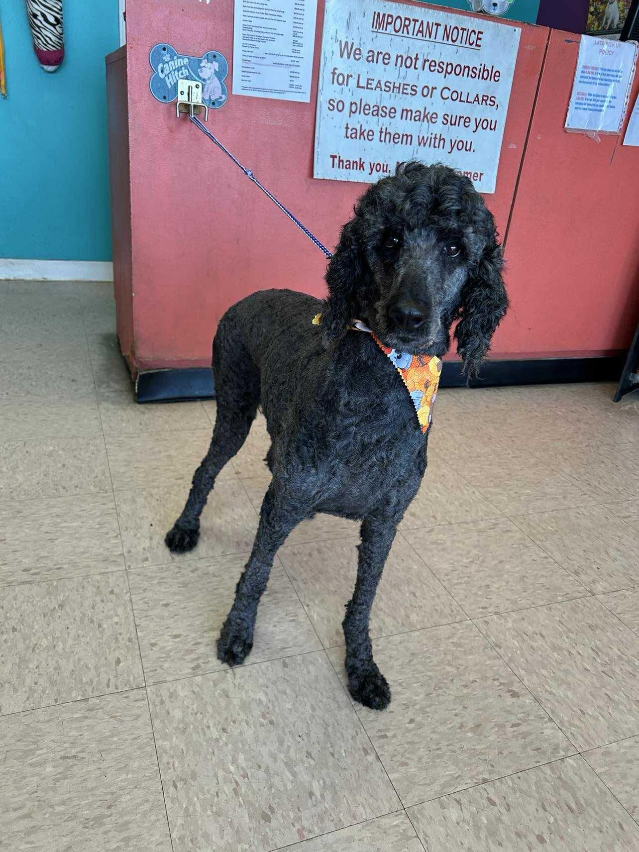 Lola, Adopted, Adult Female Standard Poodle.