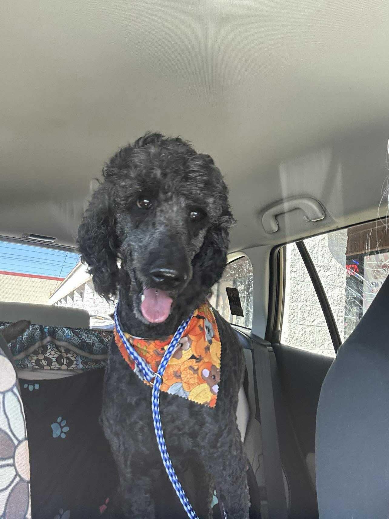 Lola, a Adopted Standard Poodle in Munford, TN image 2/3