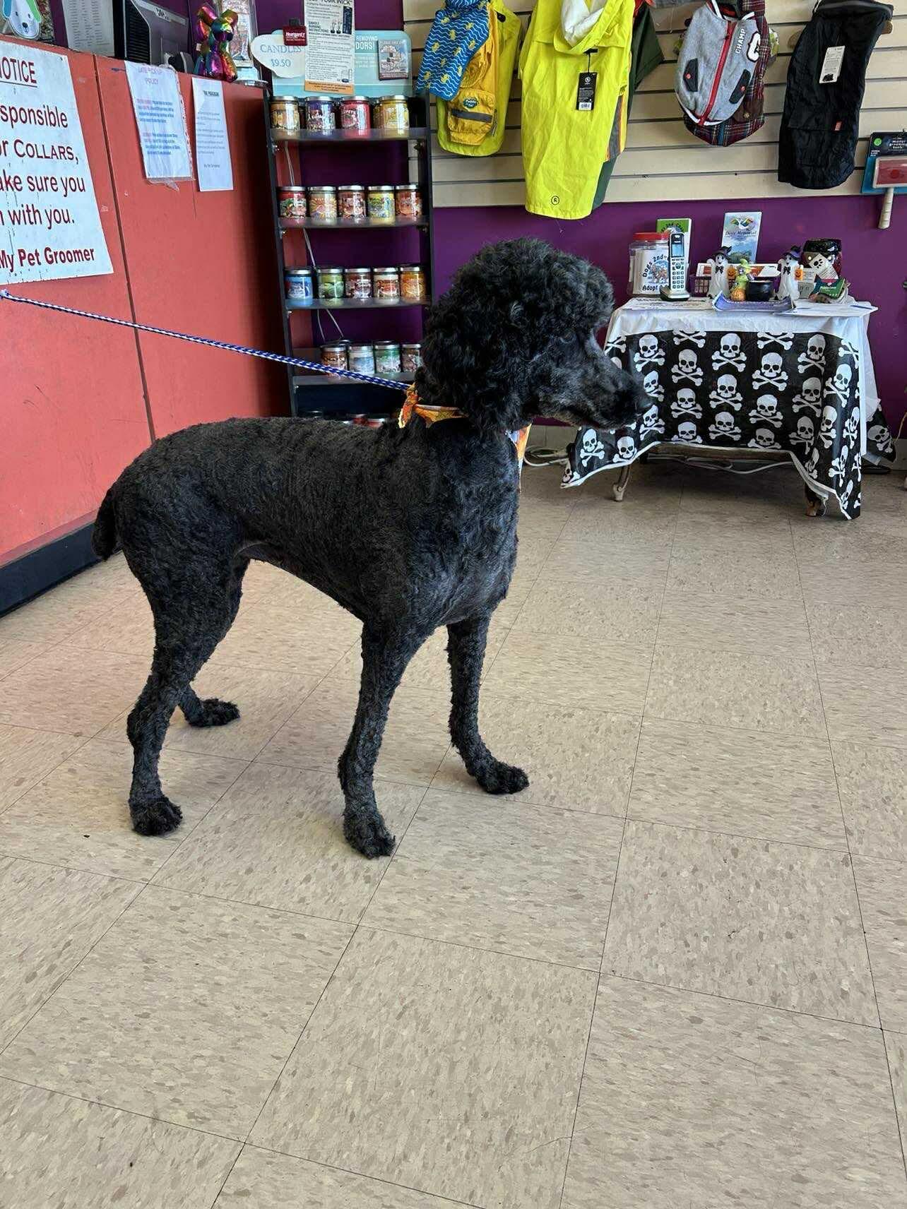Lola, a Adopted Standard Poodle in Munford, TN image 3/3