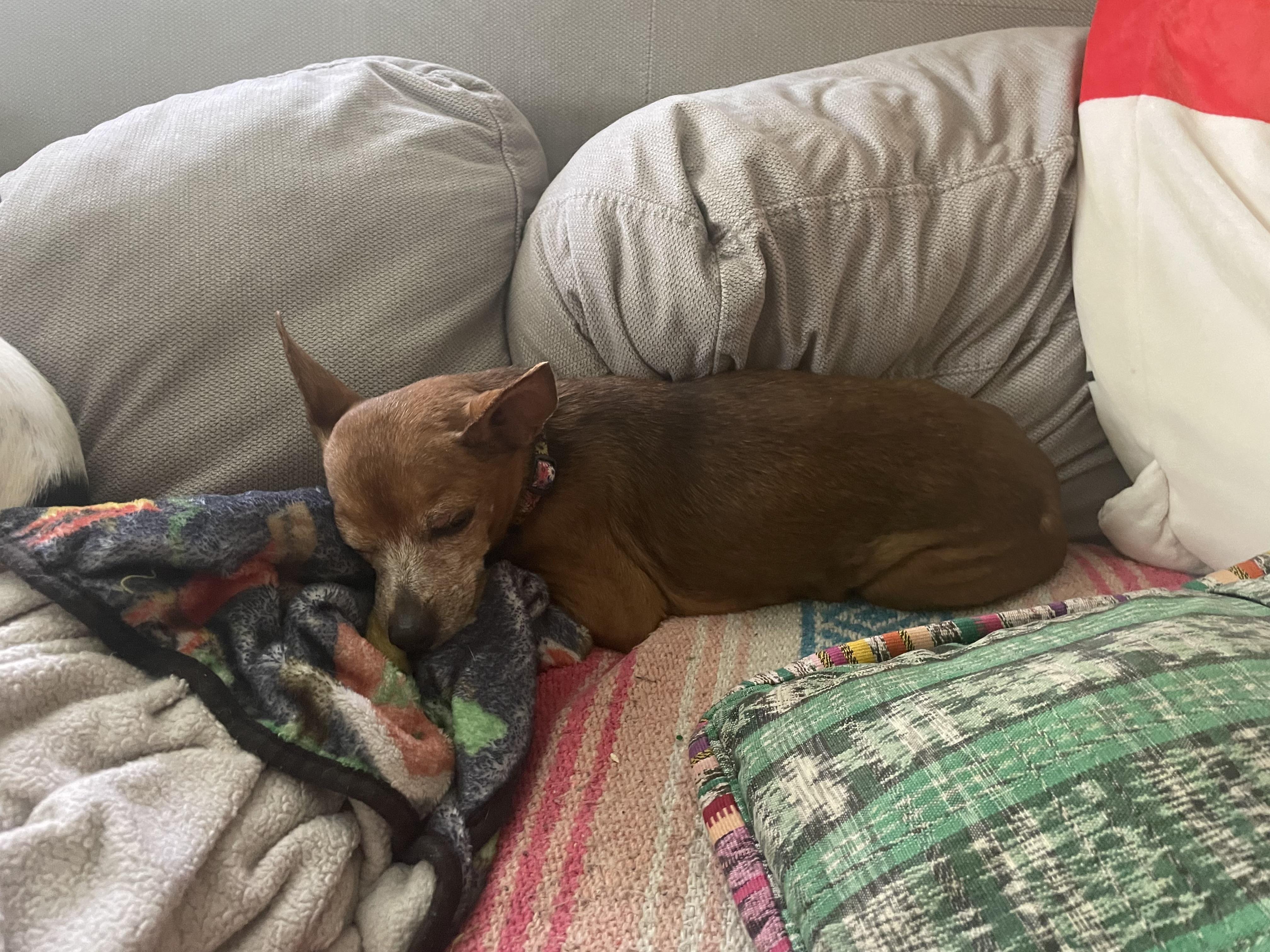 Bailey, a ADOPTABLE mixed breed in Nashville, TN image 2/4