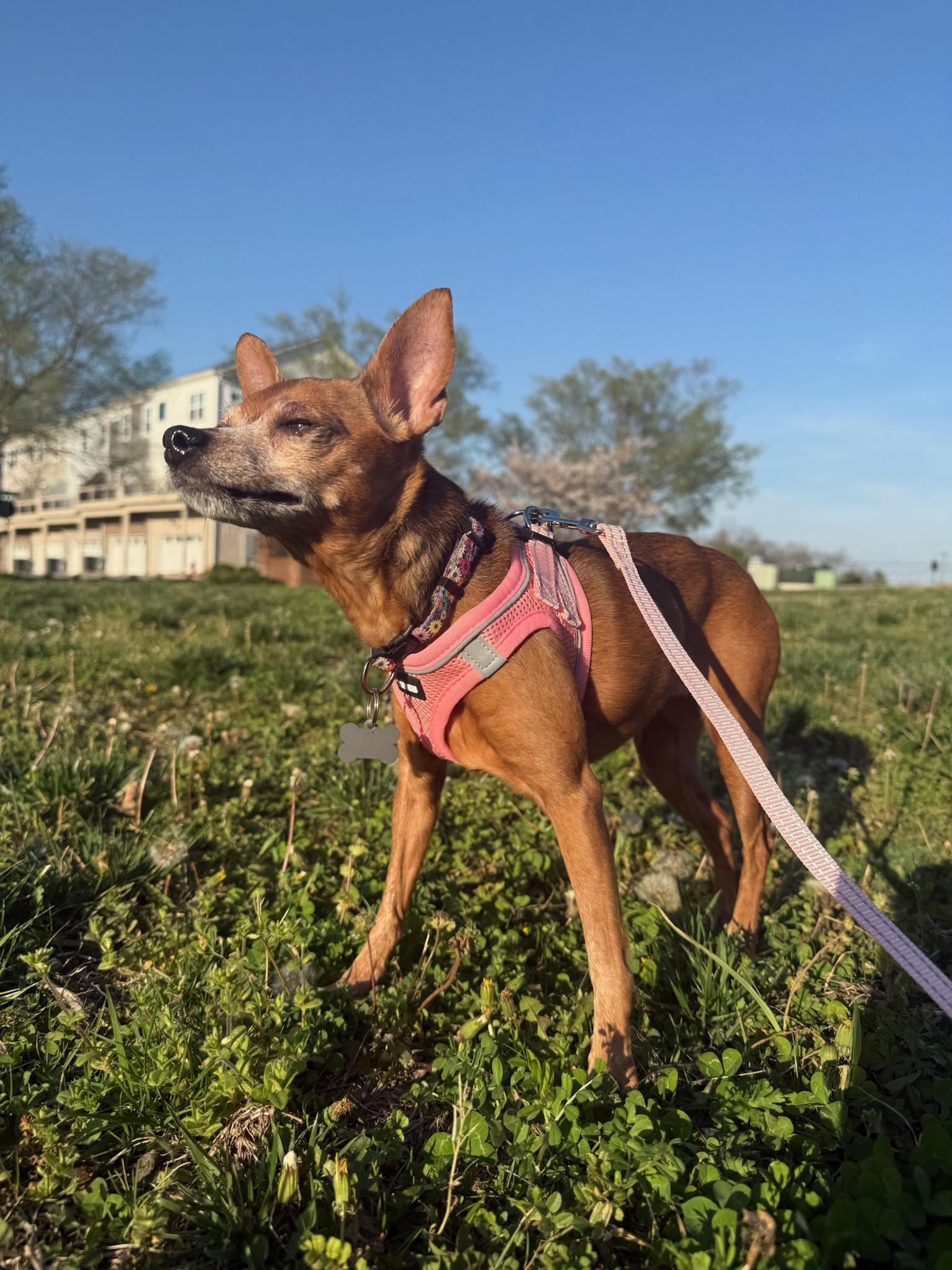 Bailey, a ADOPTABLE mixed breed in Nashville, TN image 3/4