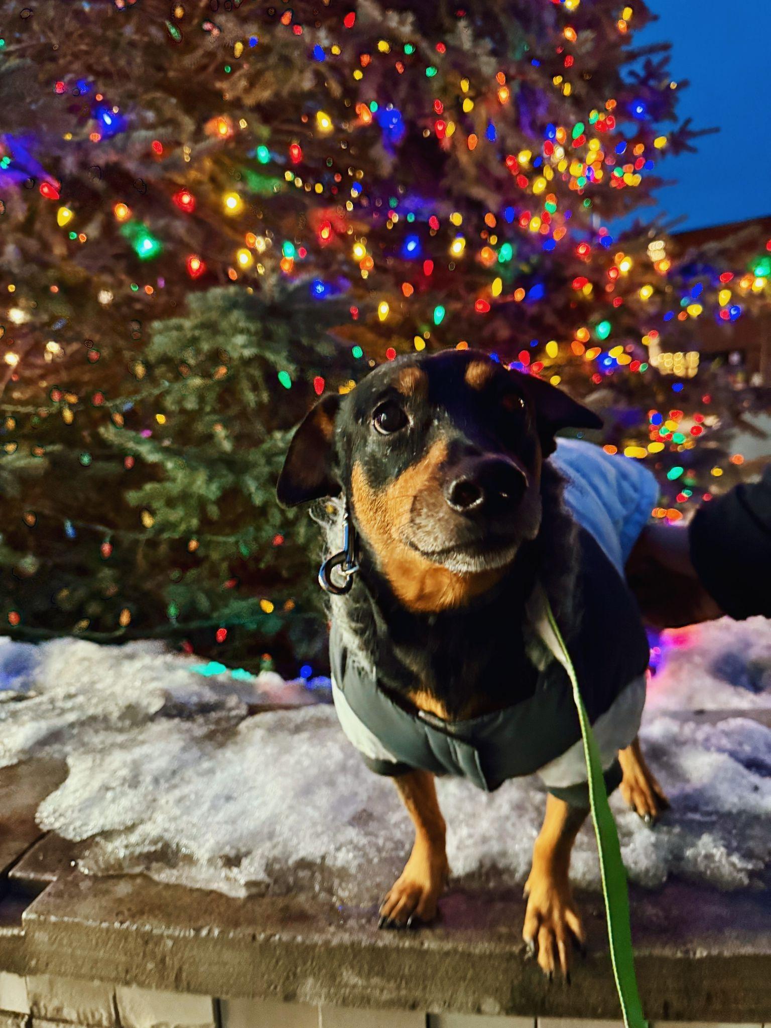 Enlarge OSCAR - 2 yr old needs a dog buddy, a Adoptable mixed breed in North York, ON image 3/5