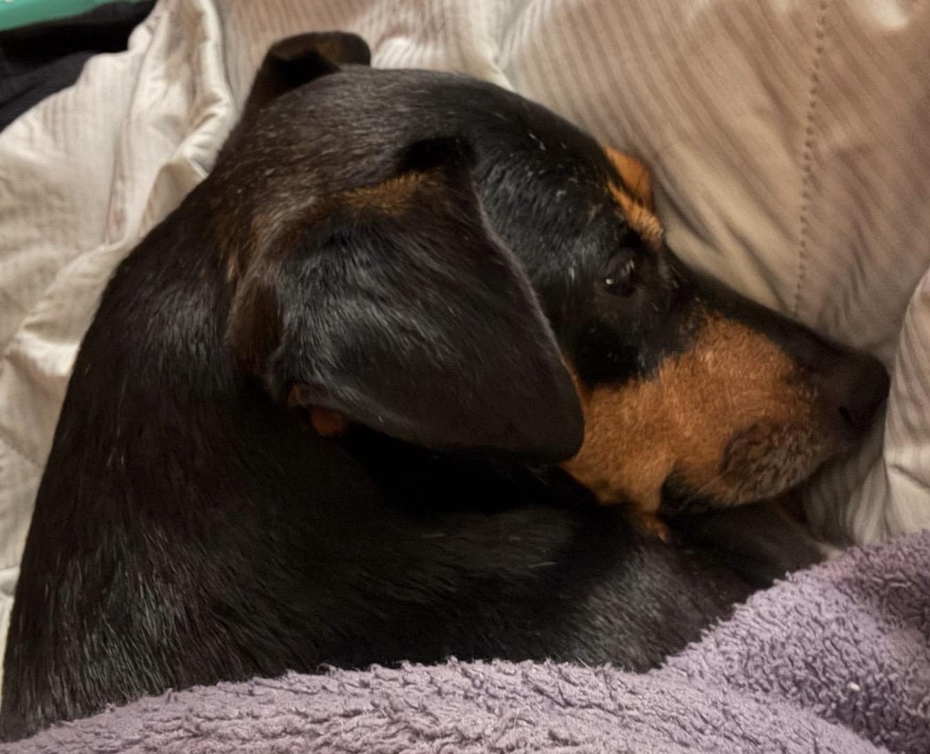 Enlarge OSCAR - 2 yr old needs a dog buddy, a Adoptable mixed breed in North York, ON image 4/5