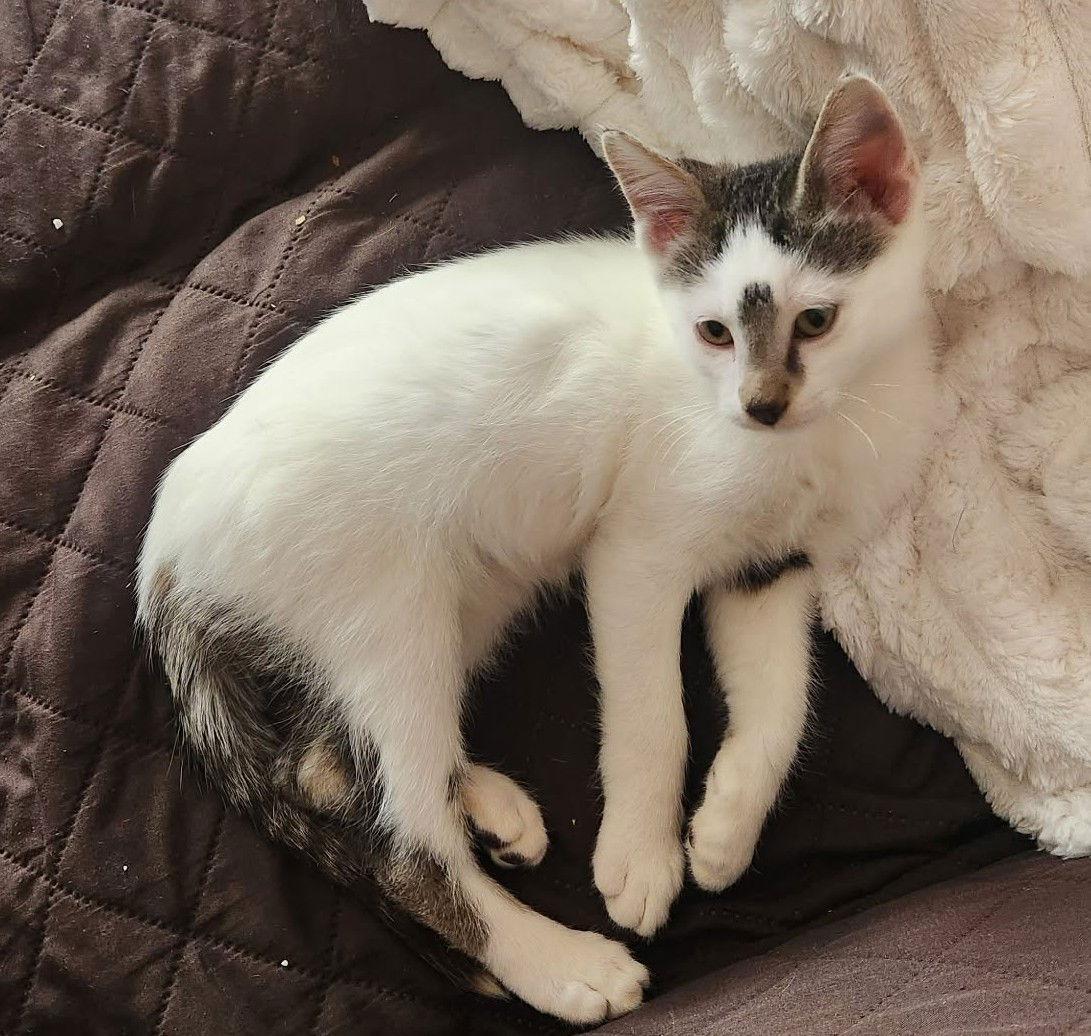 Ketchup C4763, Adopted, Young Male Domestic Short Hair.