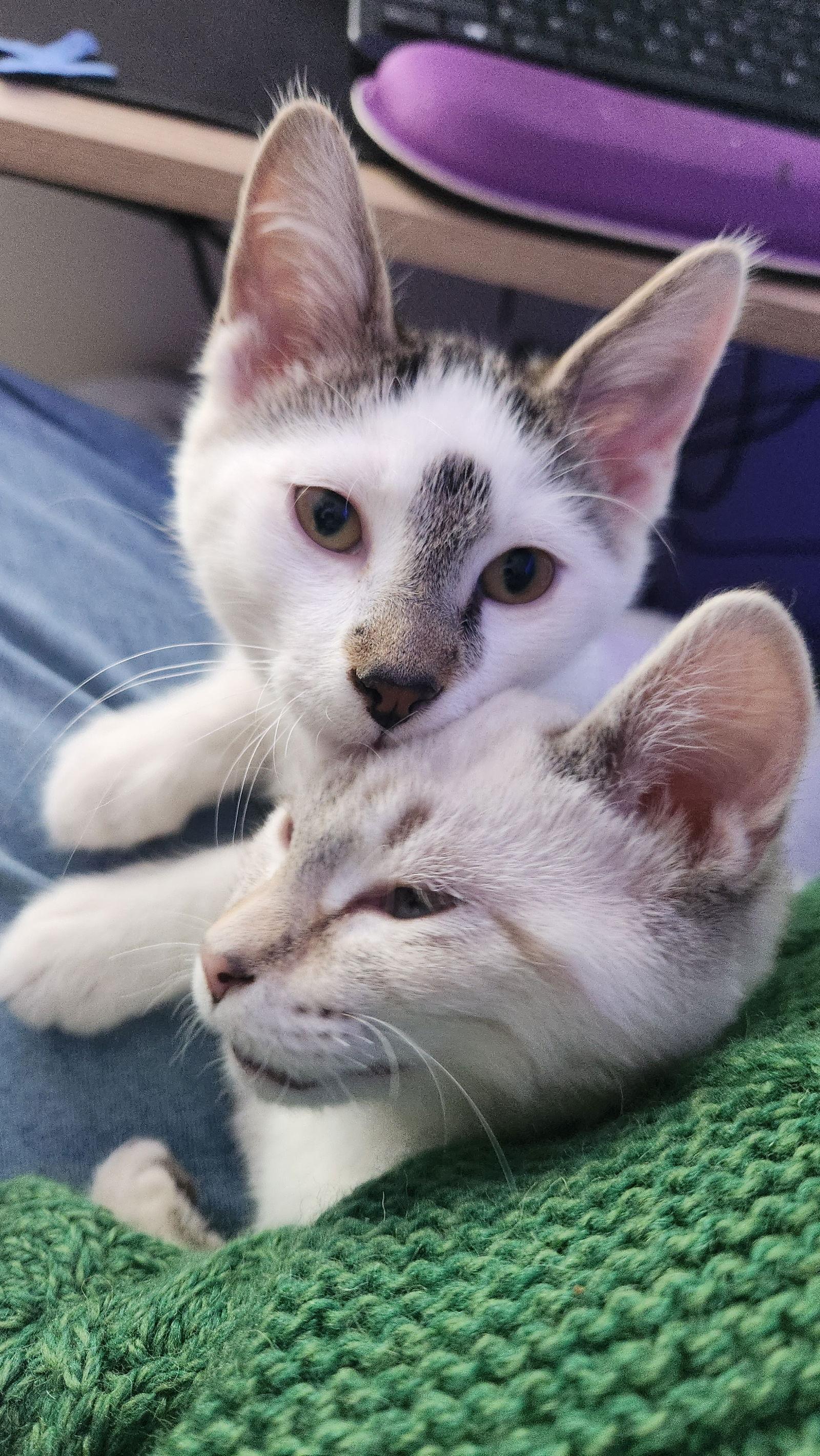 Enlarge Ketchup C4763, a Adopted Domestic Short Hair in minneapolis, MN image 2/3