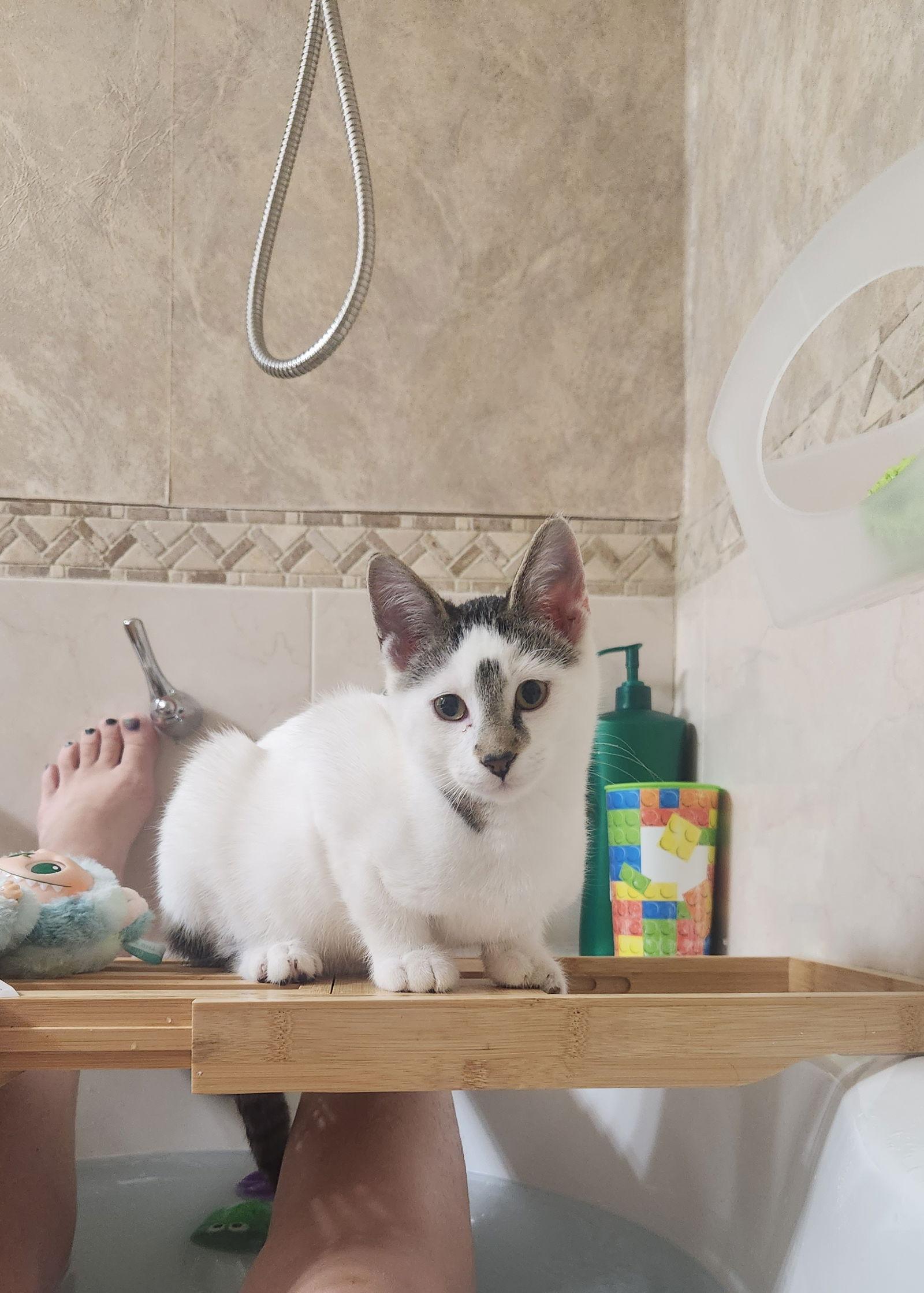 Enlarge Ketchup C4763, a Adopted Domestic Short Hair in minneapolis, MN image 3/3