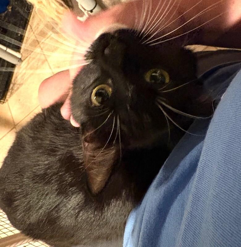 Enlarge Blossom, a Adoptable Domestic Short Hair in North Babylon, NY image 5/6
