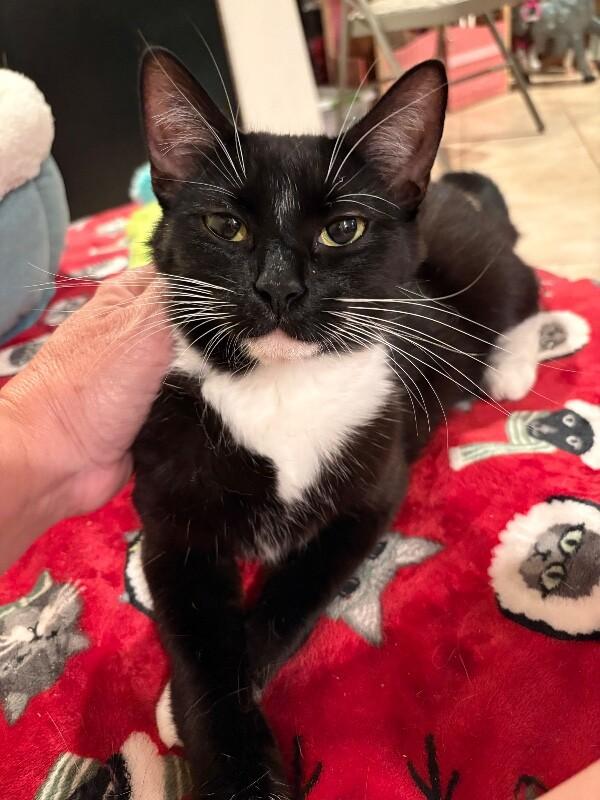 Enlarge Blossom, a Adoptable Domestic Short Hair in North Babylon, NY image 6/6