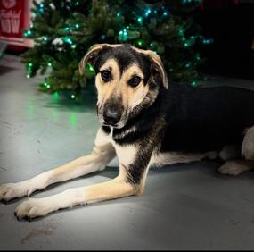 Enlarge Jude, so ready to impress you and be your new family!, a ADOPTABLE mixed breed in Bonney Lake, WA image 1/6