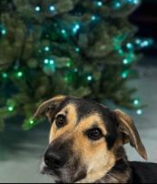 Enlarge Jude, so ready to impress you and be your new family!, a ADOPTABLE mixed breed in Bonney Lake, WA image 3/6