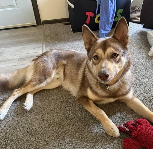Reese, Adoptable, Young Male Husky.