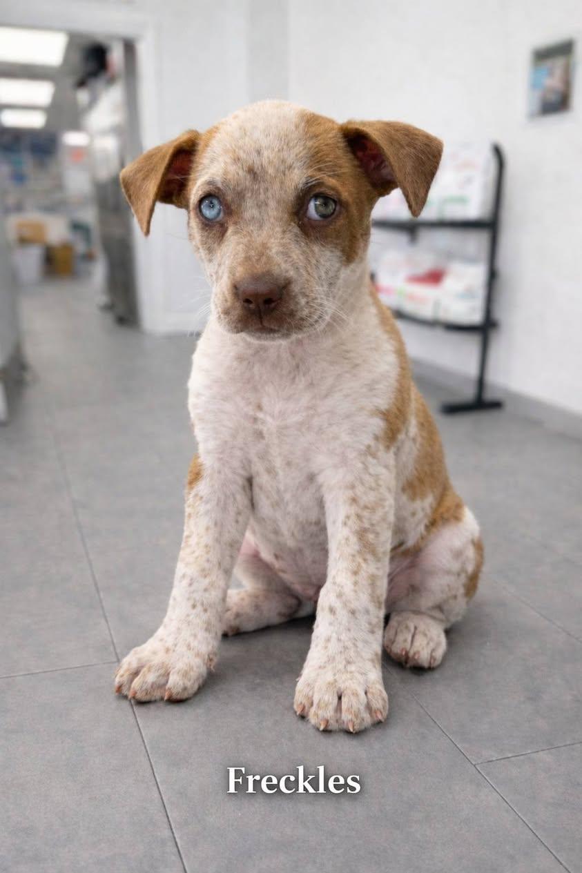 Enlarge Freckles (FOSTER; FOSTER-TO-ADOPT), an adopted mixed breed in Miami, FL image 1/2
