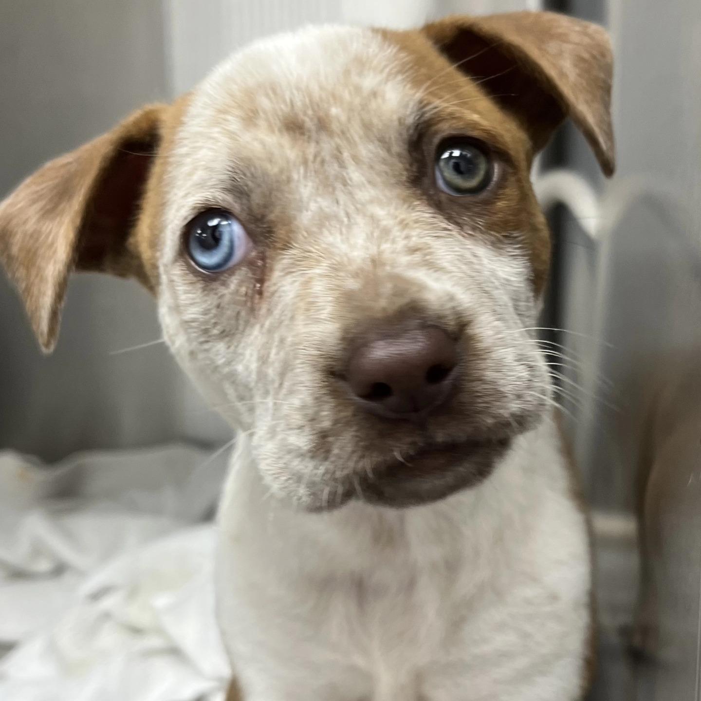 Enlarge Freckles (FOSTER; FOSTER-TO-ADOPT), an adopted mixed breed in Miami, FL image 2/2