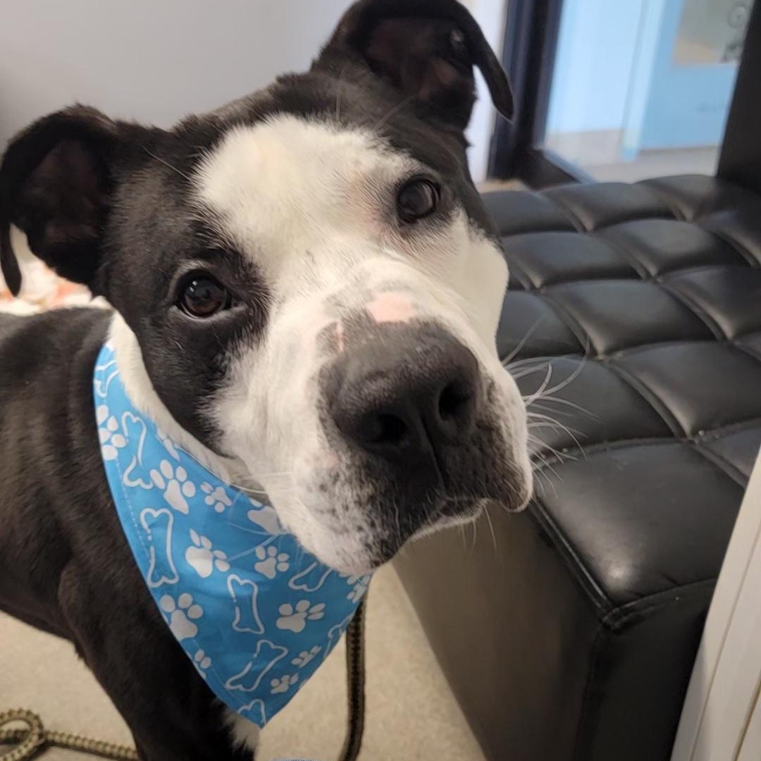 Norman Rockwell, Adoptable, Adult Male Pit Bull Terrier.