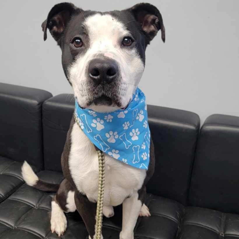 Norman Rockwell, a Adoptable mixed breed in Smithtown, NY image 2/4