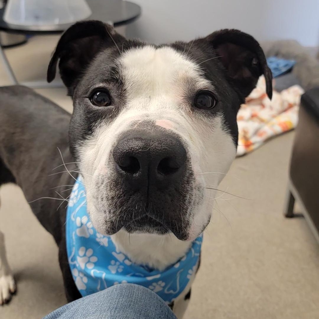 Norman Rockwell, a Adoptable mixed breed in Smithtown, NY image 3/4