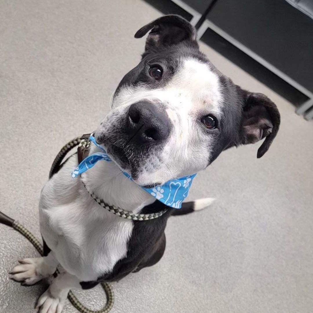 Norman Rockwell, a Adoptable mixed breed in Smithtown, NY image 4/4