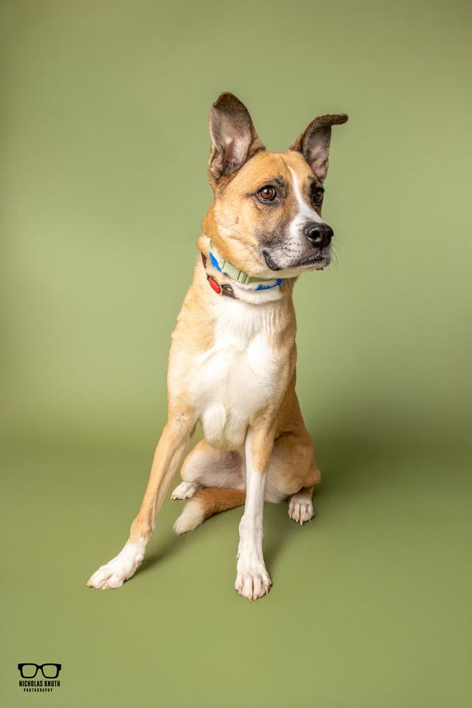 Coach, Adoptable, Adult Male German Shepherd Dog & Siberian Husky.