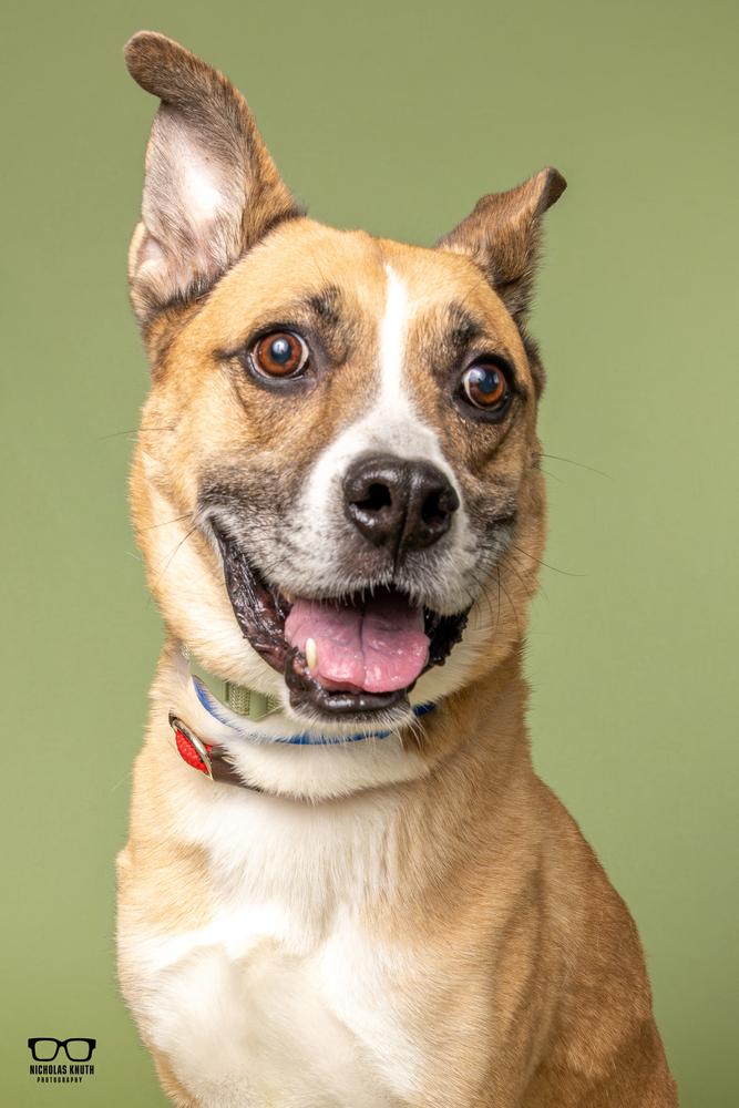 Enlarge Coach, a Adoptable mixed breed in Palatine, IL image 2/5