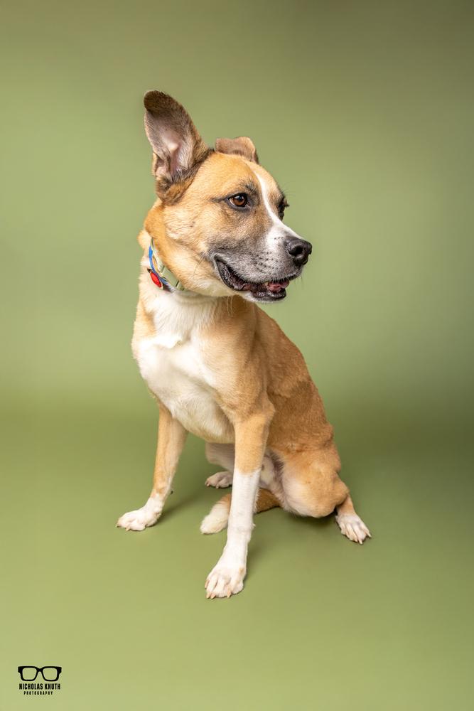 Enlarge Coach, a Adoptable mixed breed in Palatine, IL image 3/5