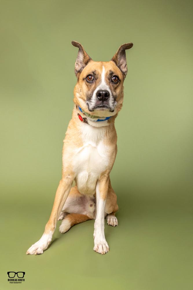Enlarge Coach, a Adoptable mixed breed in Palatine, IL image 4/5