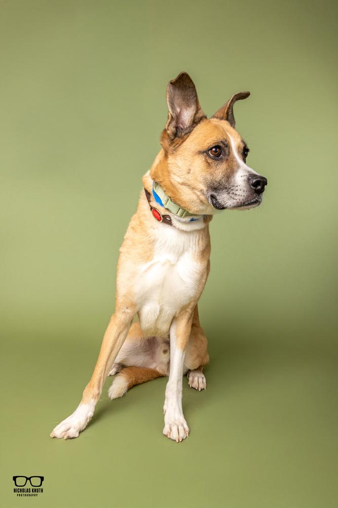 Enlarge Coach, a Adoptable mixed breed in Palatine, IL image 5/5