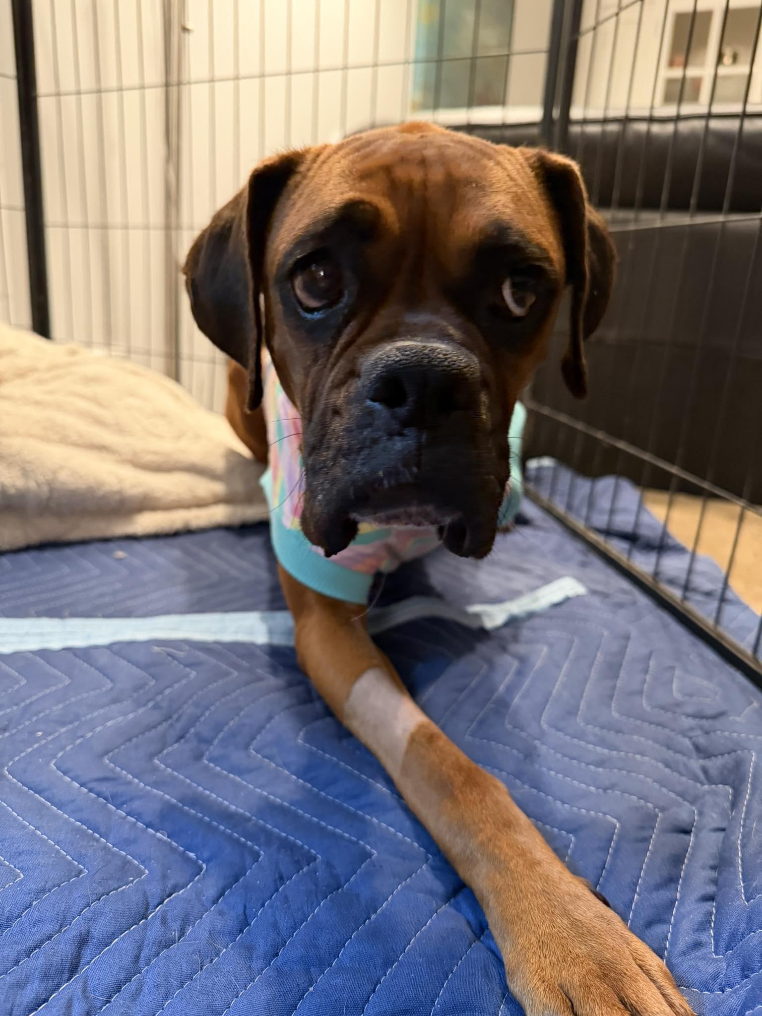 Mariposa, Adoptable, Adult Female Boxer.