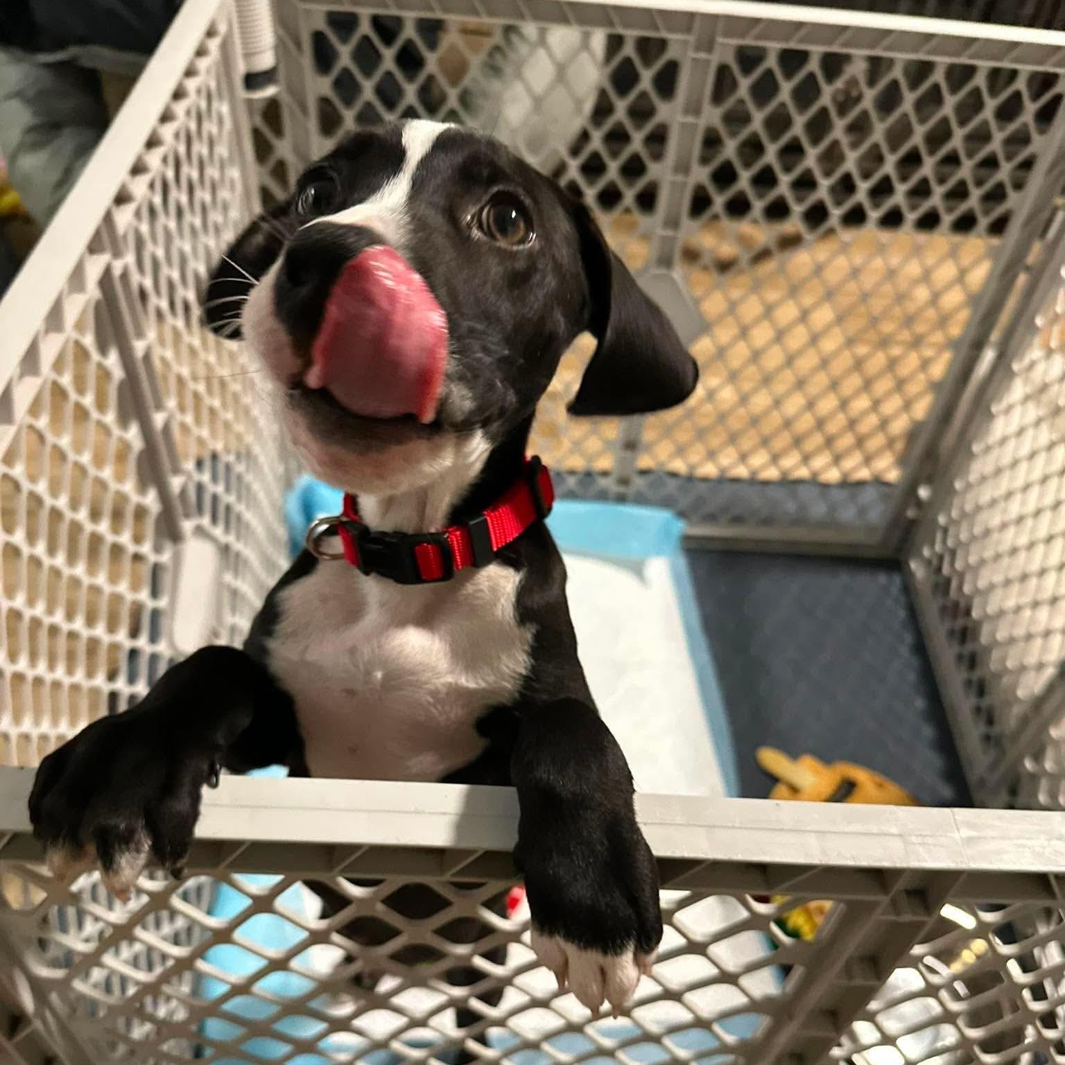 Enlarge Marino, a Adopted mixed breed in Melbourne , FL image 5/6