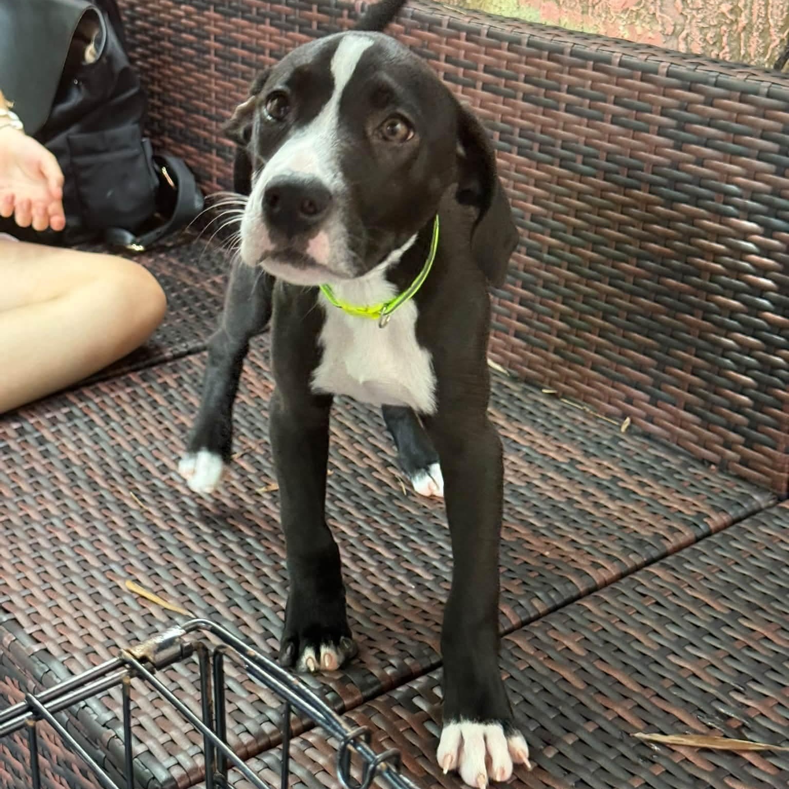 Enlarge Marino, a Adopted mixed breed in Melbourne , FL image 1/6