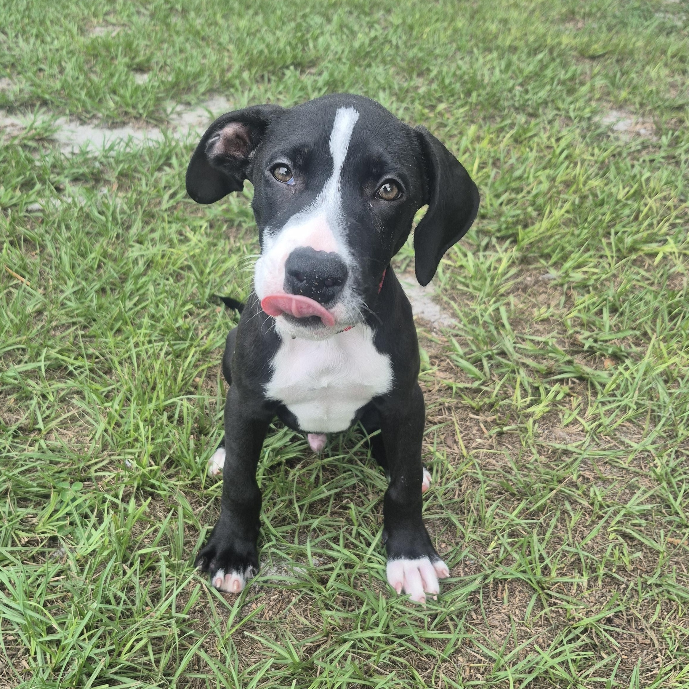 Enlarge Marino, a Adopted mixed breed in Melbourne , FL image 3/6