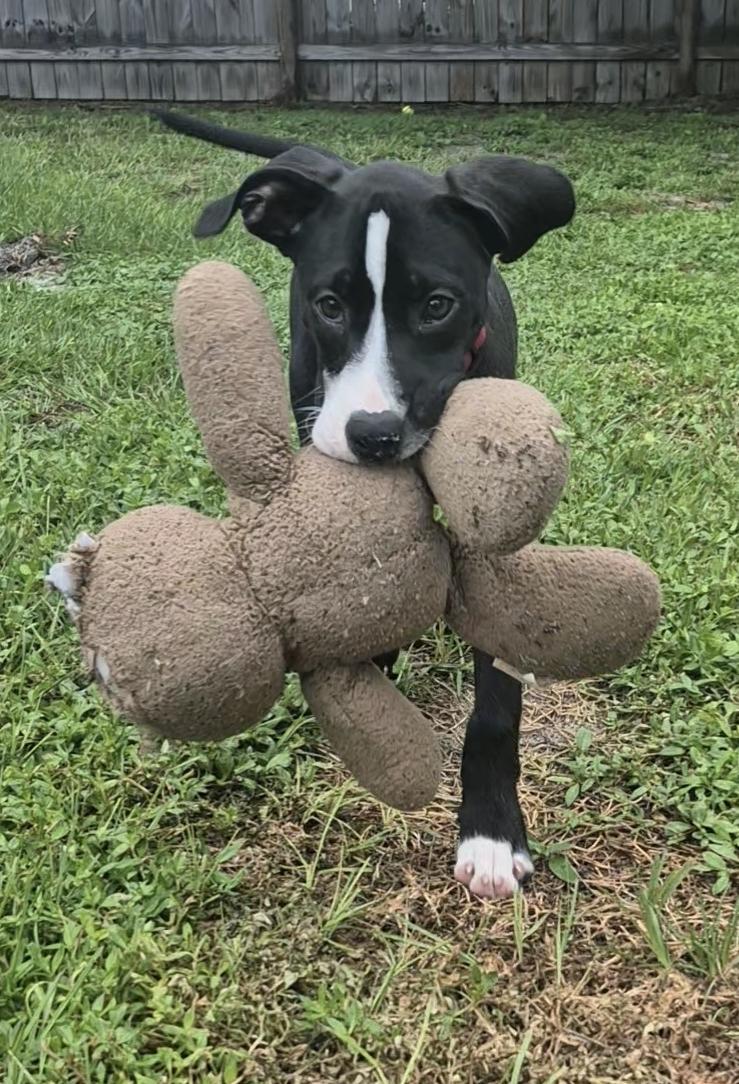 Enlarge Marino, a Adopted mixed breed in Melbourne , FL image 2/6