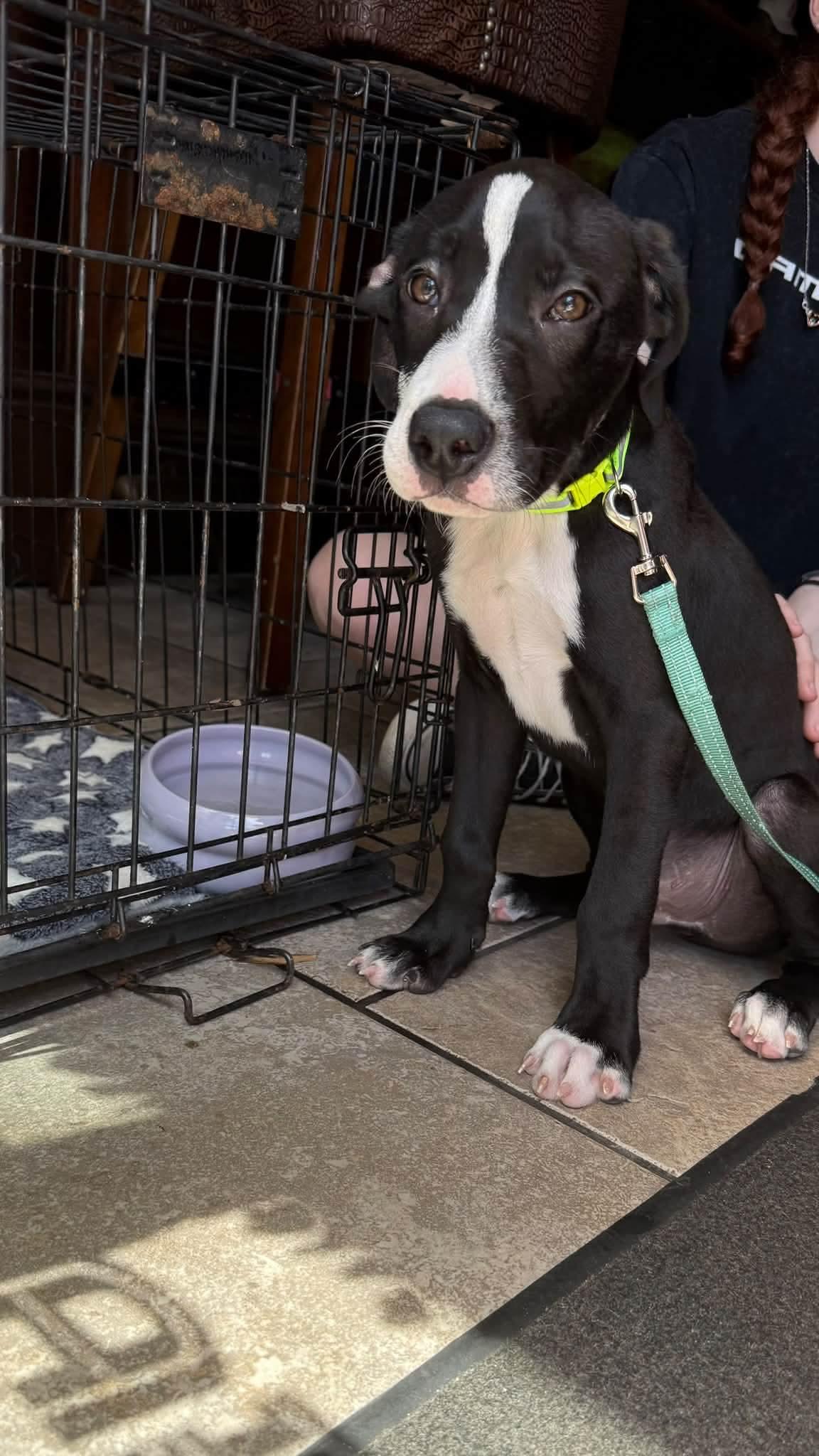 Enlarge Marino, a Adopted mixed breed in Melbourne , FL image 6/6
