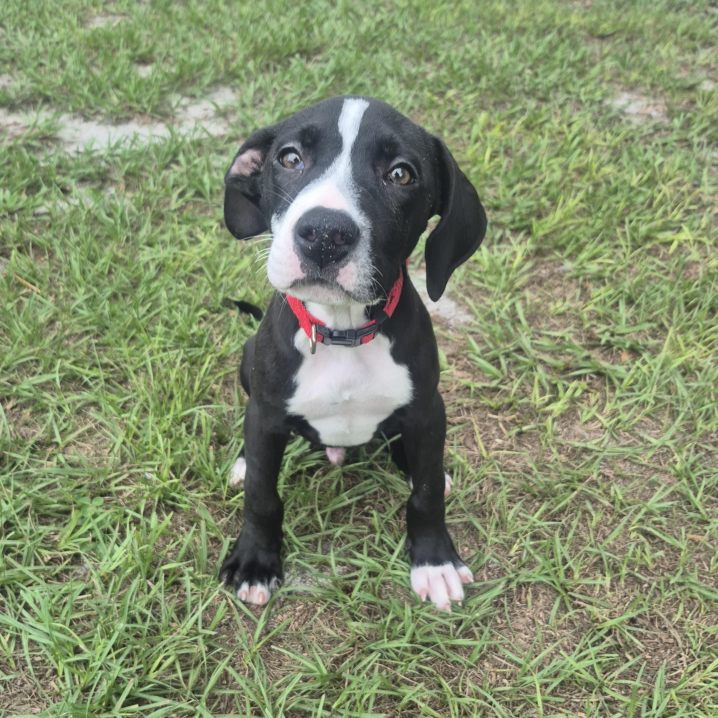 Enlarge Marino, a Adopted mixed breed in Melbourne , FL image 4/6