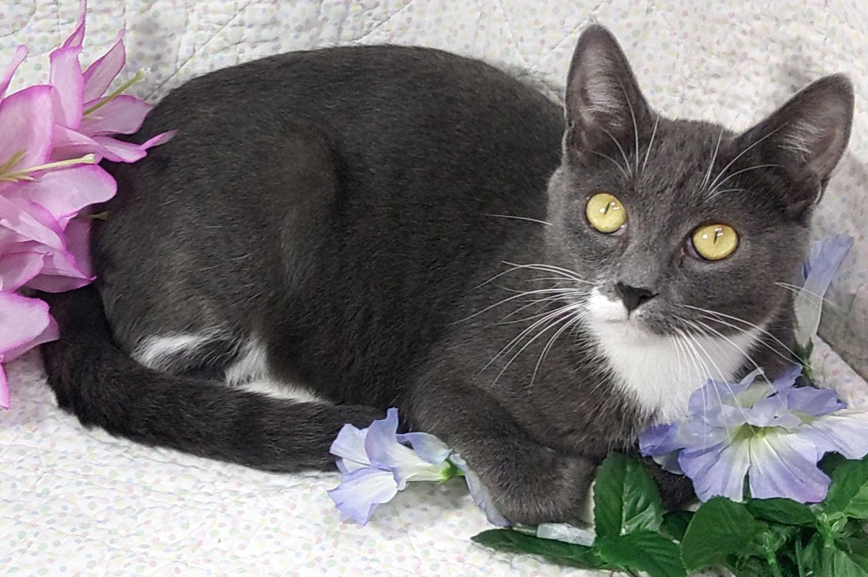 Enlarge Poppyseed, a Adoptable mixed breed in Lake Oswego, OR image 1/2