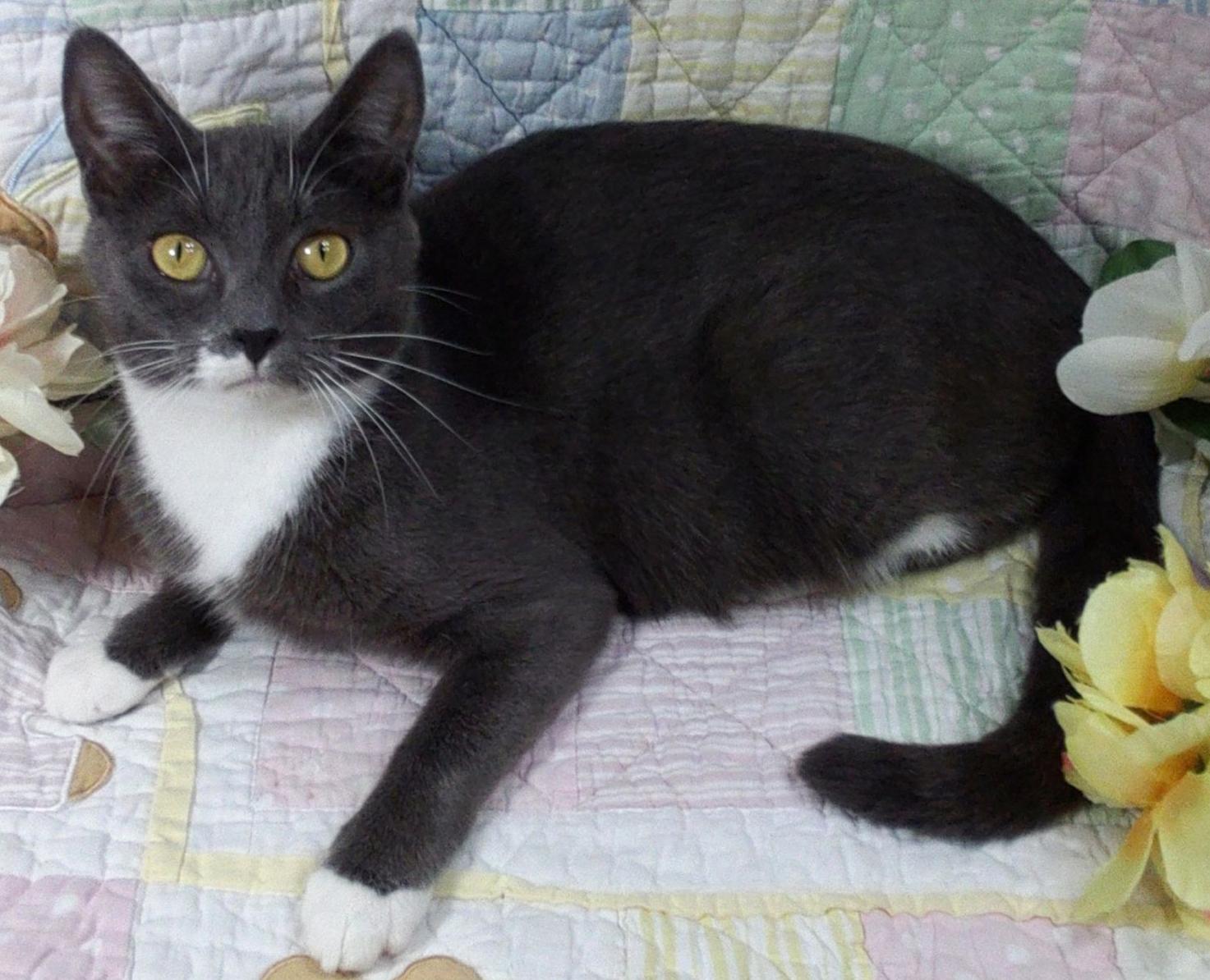 Enlarge Poppyseed, a Adoptable mixed breed in Lake Oswego, OR image 2/2