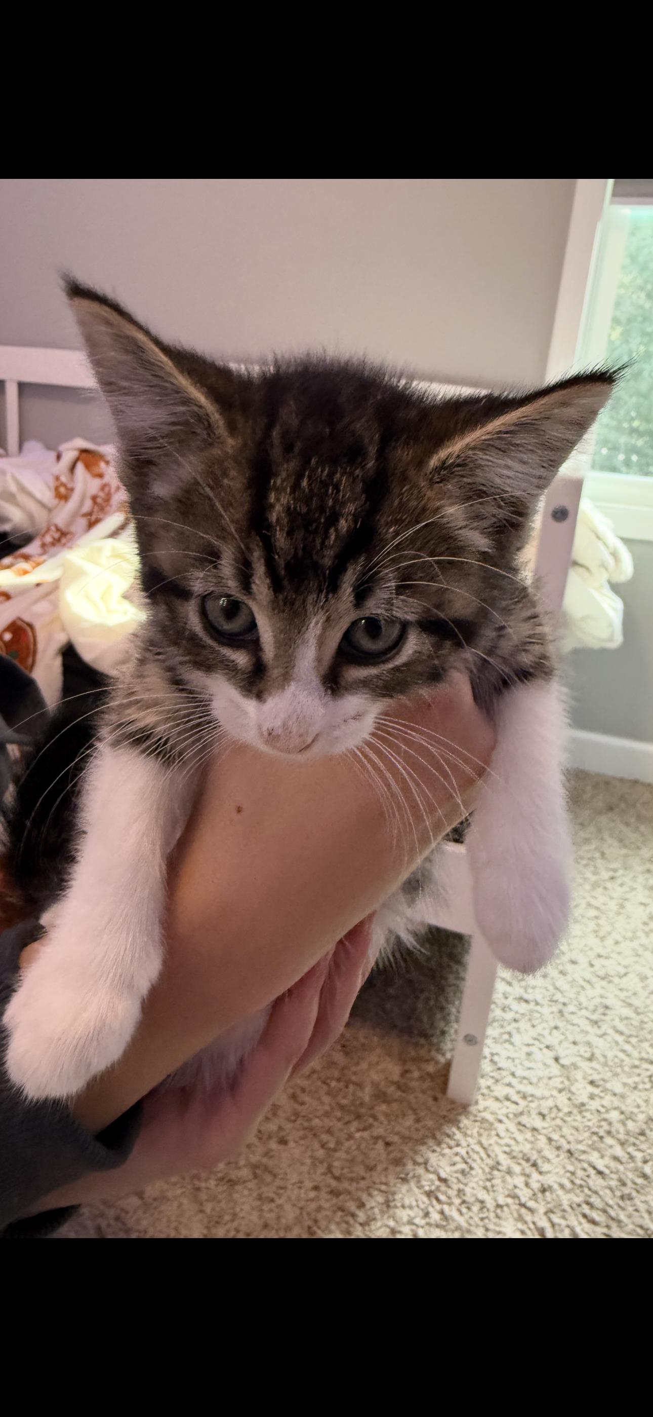 Ash, Adopted, Young Male Domestic Short Hair.