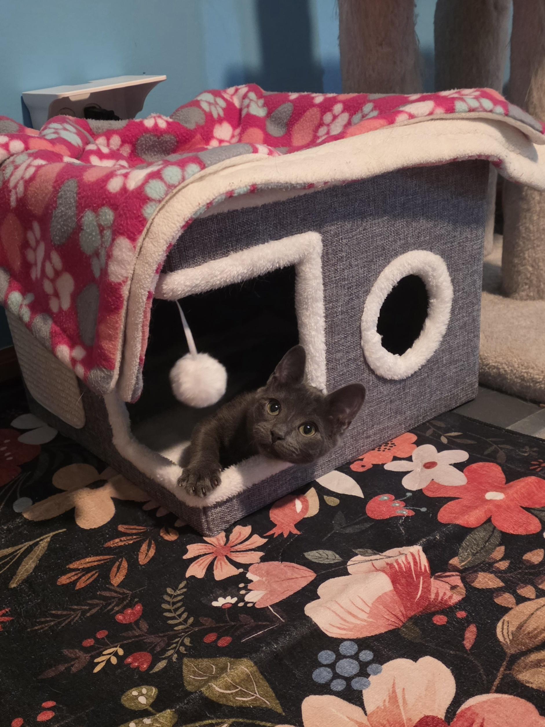 Squash, Adoptable, Kitten Male Domestic Short Hair.