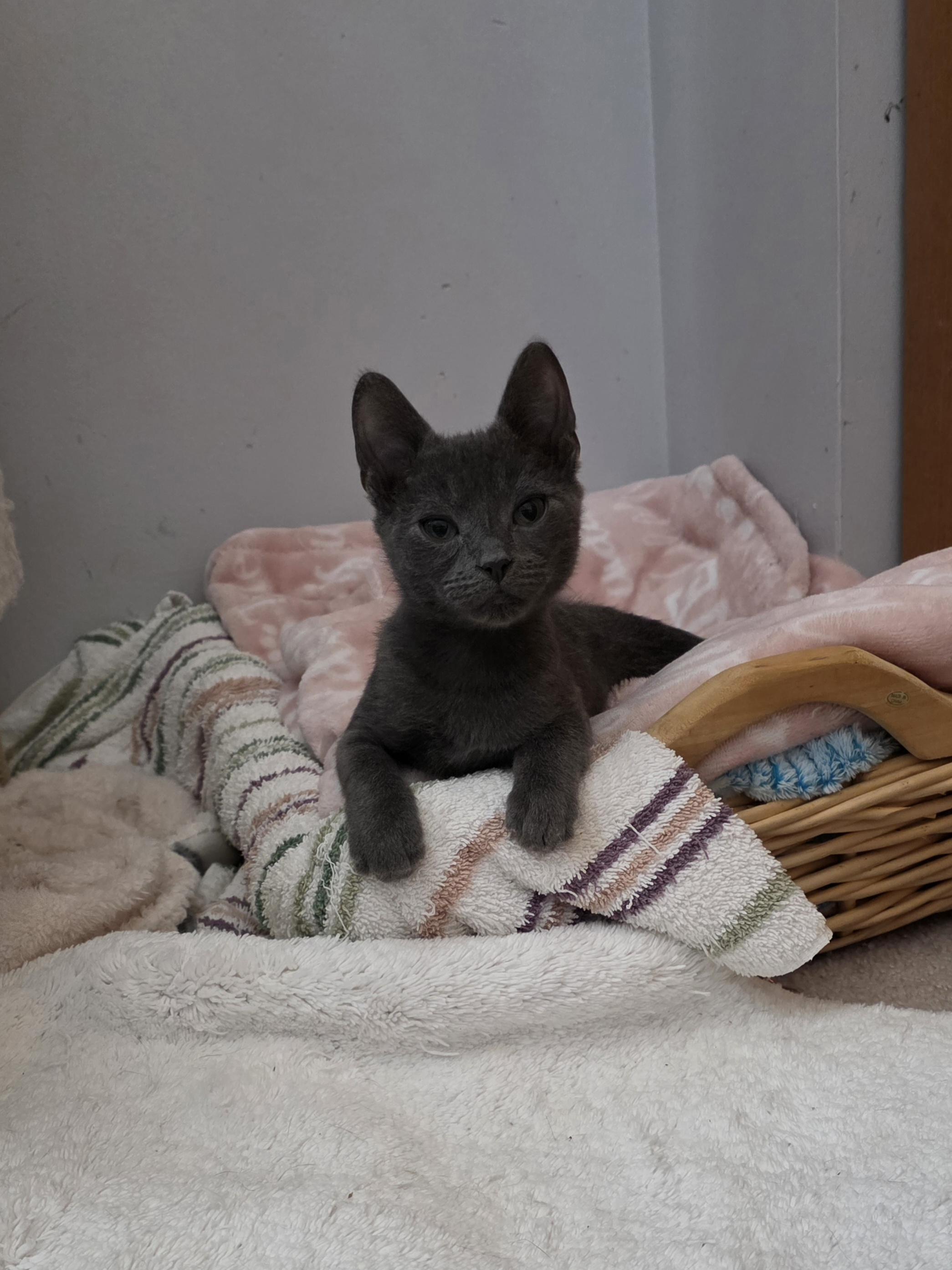 Squash, a Adoptable mixed breed in Lockport, IL image 2/6