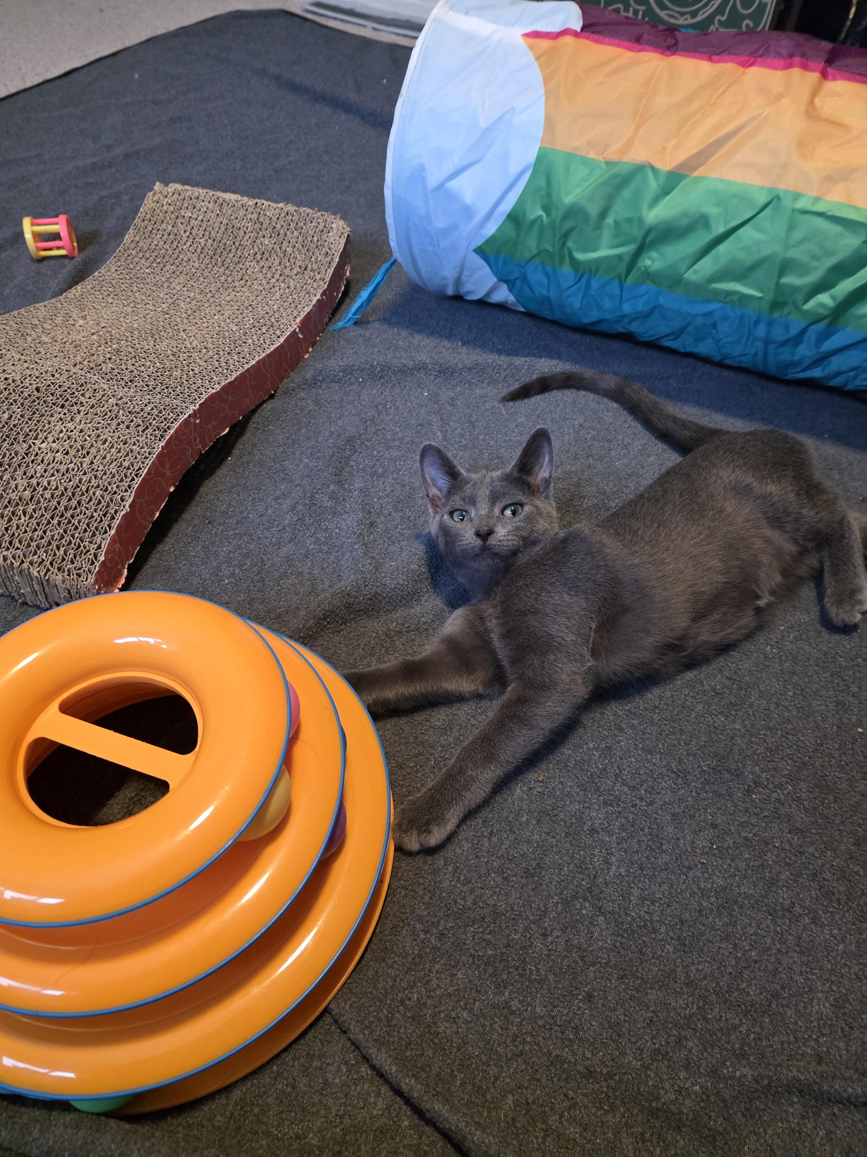 Squash, a Adoptable mixed breed in Lockport, IL image 3/6