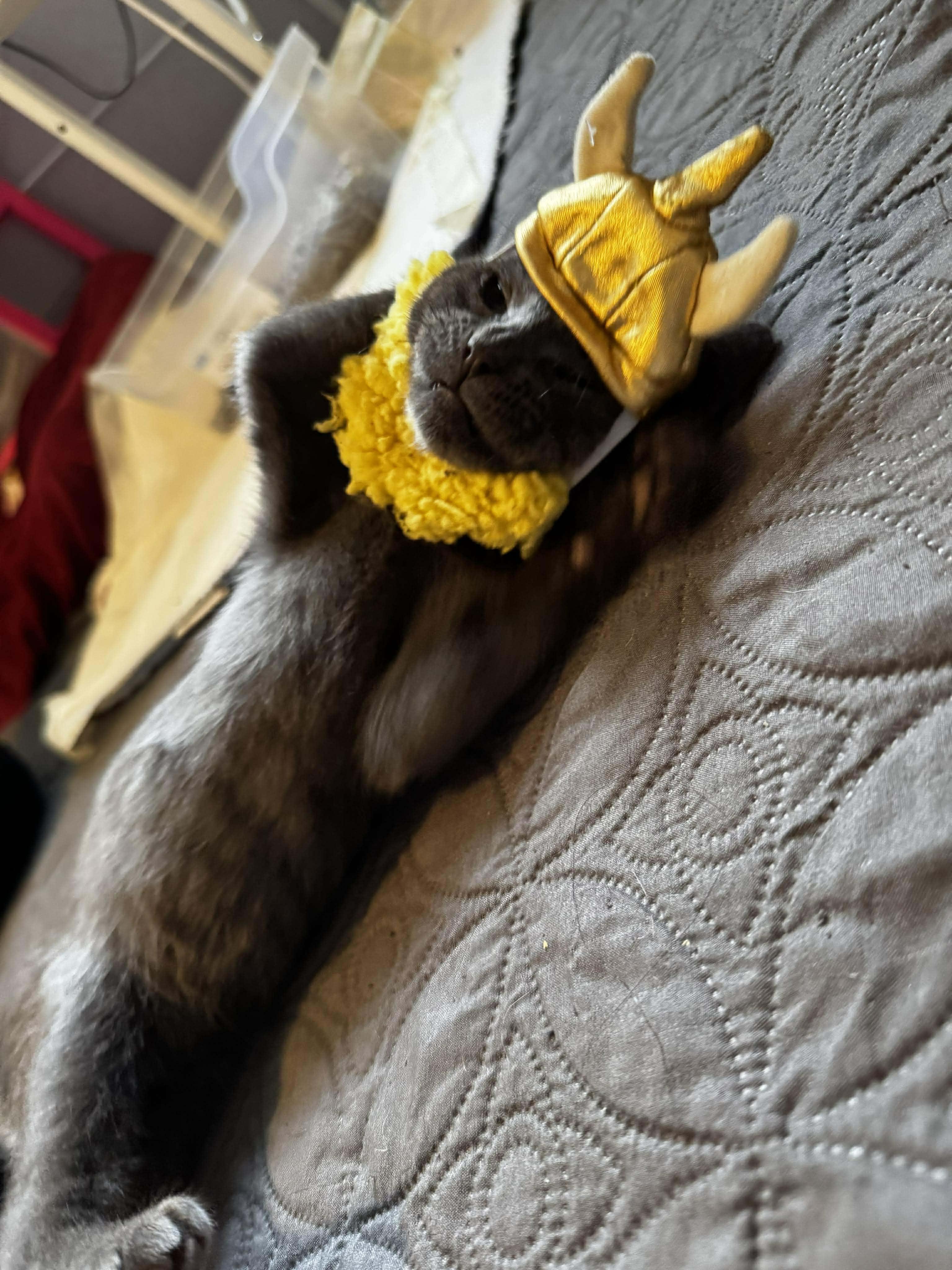 Squash, a Adoptable mixed breed in Lockport, IL image 6/6