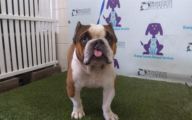 CHARLIE, Adoptable, Young Male American Bulldog & Mixed Breed.