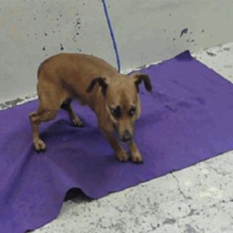 Cooper, Adoptable, Adult Male Chihuahua & Miniature Dachshund.