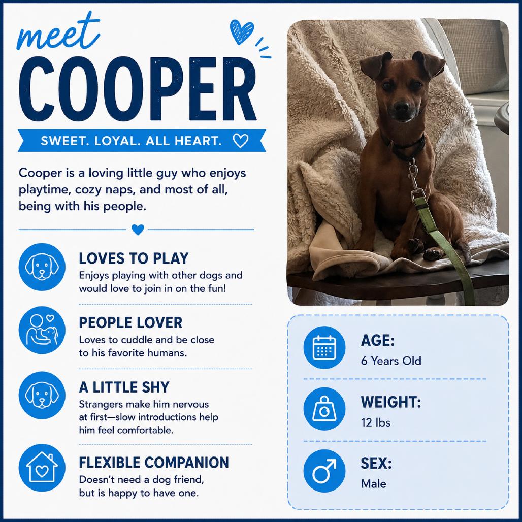 Cooper, a Adoptable mixed breed in Katy, TX image 3/3