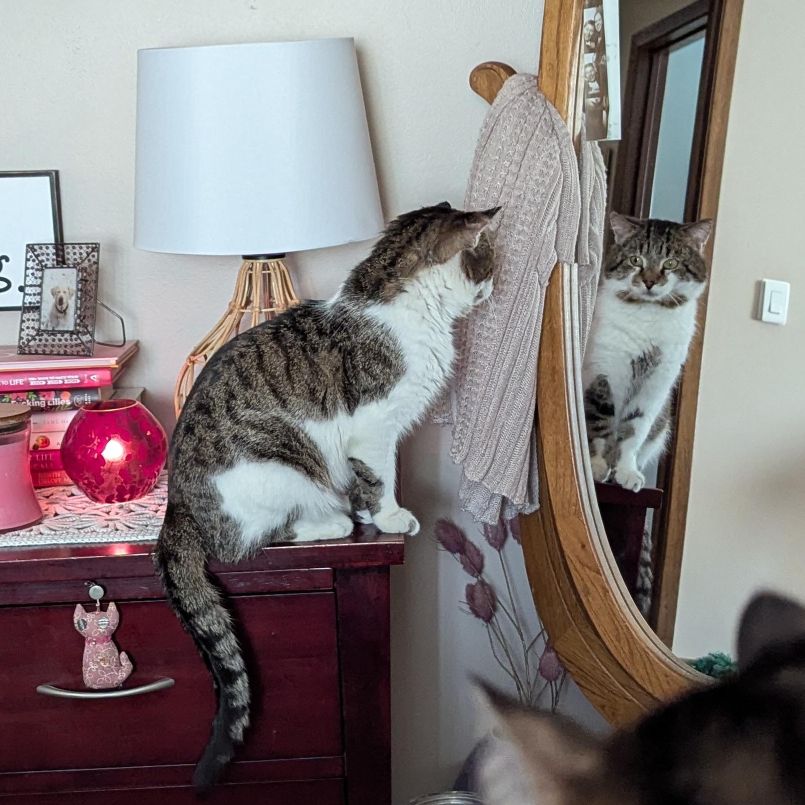 Enlarge Johnny, an adopted Domestic Short Hair in Eagan, MN image 2/5