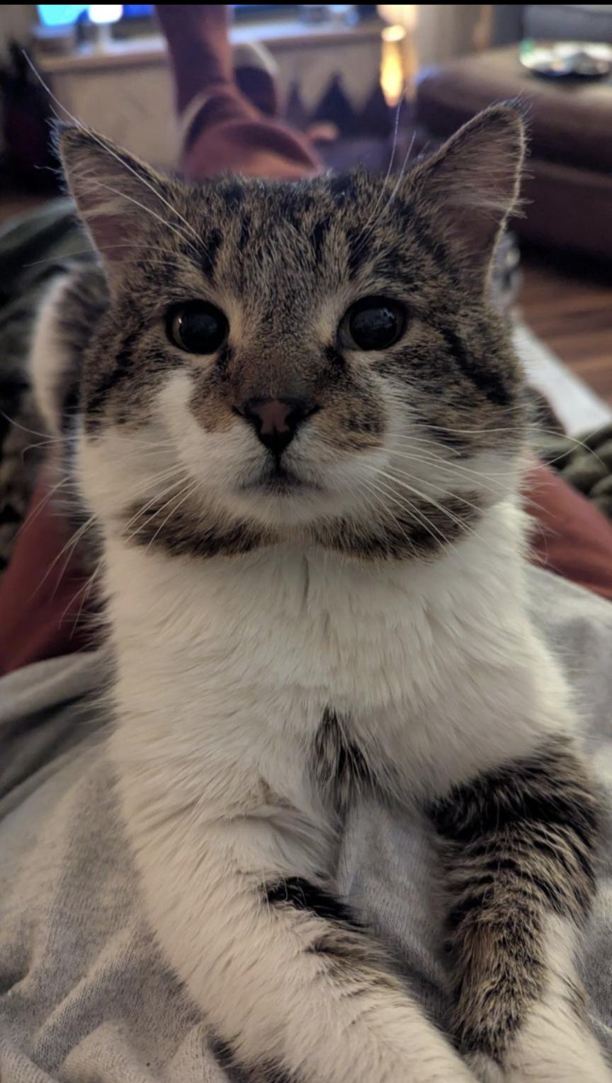 Enlarge Johnny, an adopted Domestic Short Hair in Eagan, MN image 1/5