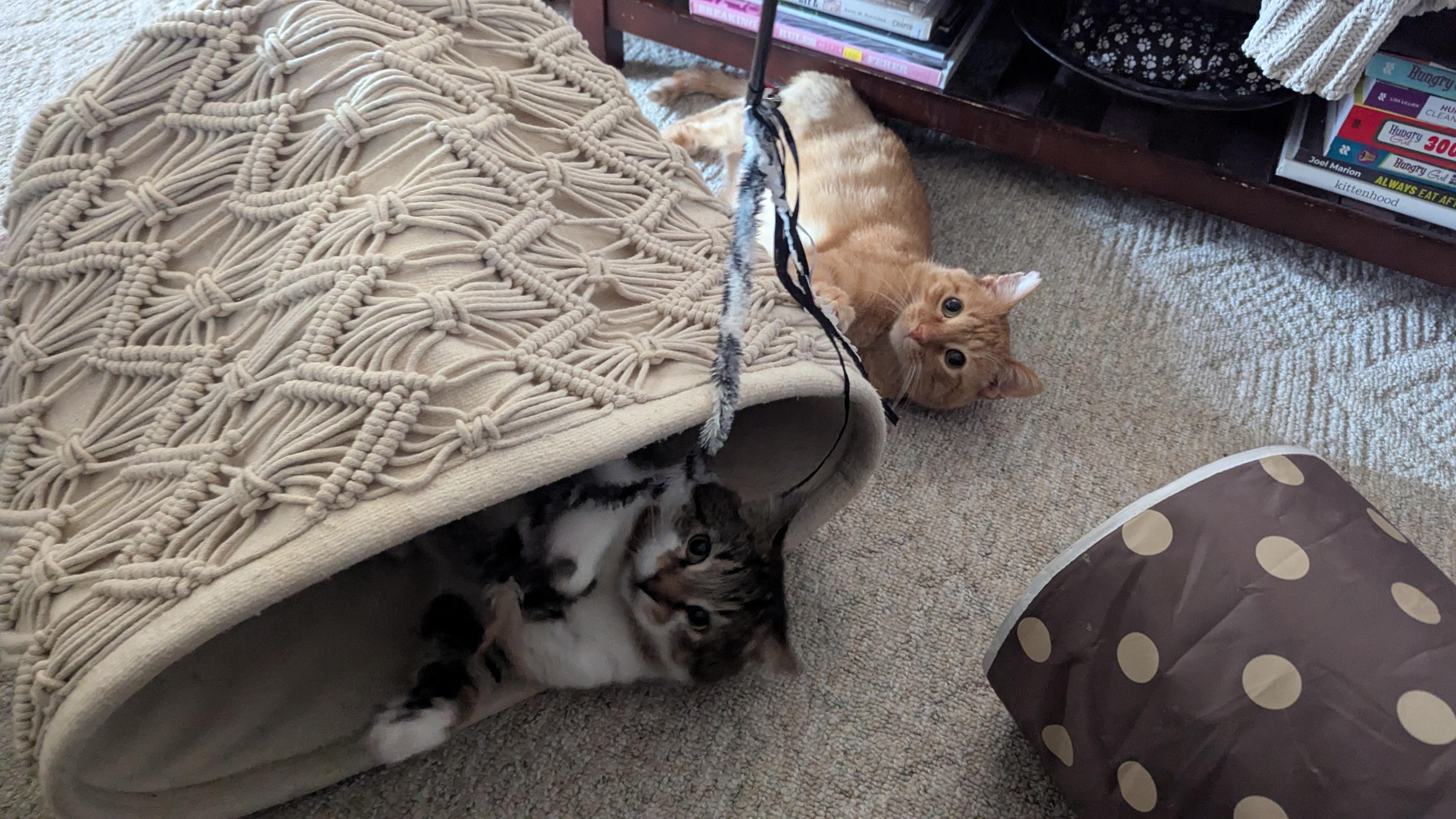Enlarge Johnny, an adopted Domestic Short Hair in Eagan, MN image 3/5