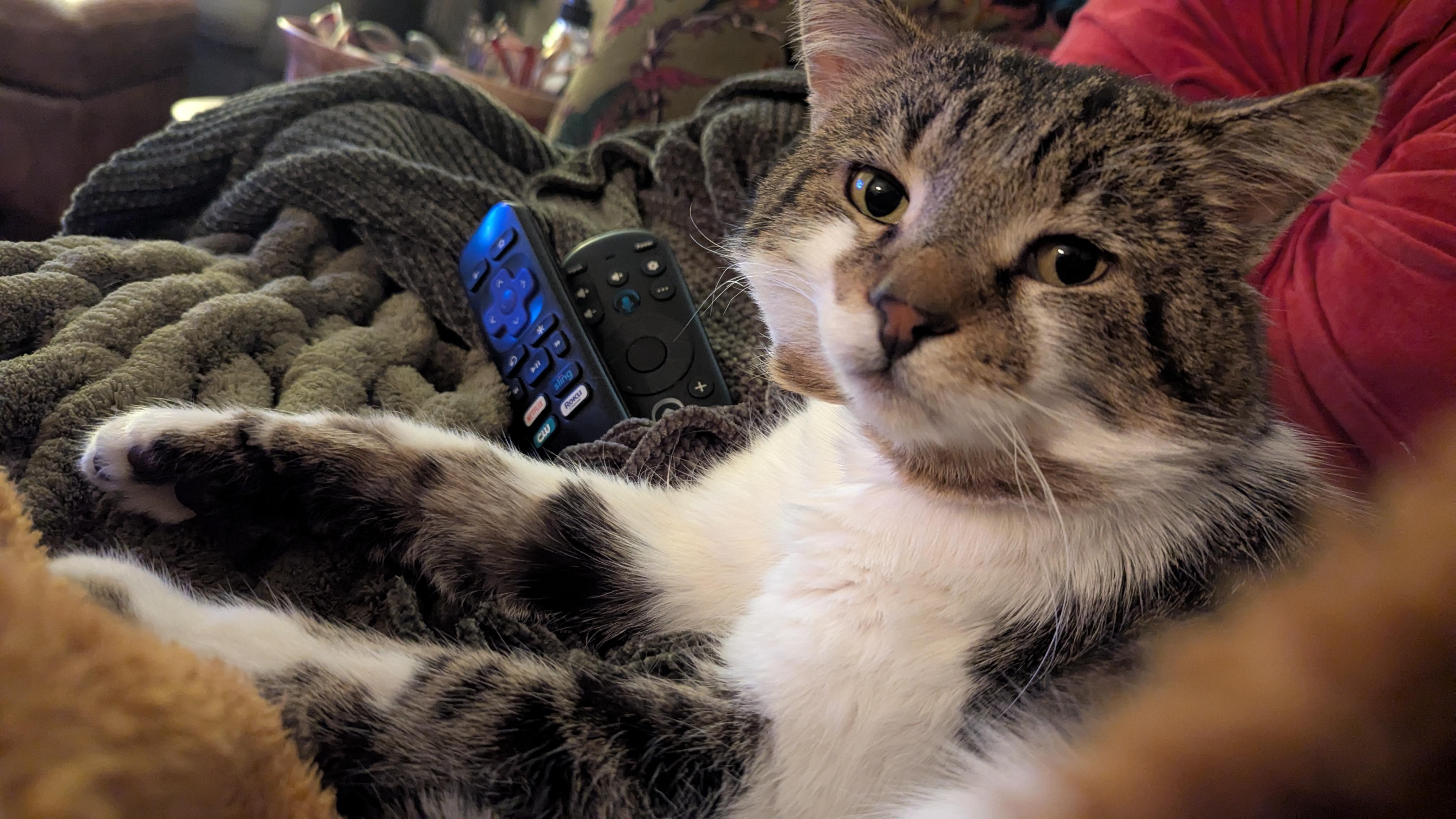 Enlarge Johnny, an adopted Domestic Short Hair in Eagan, MN image 4/5