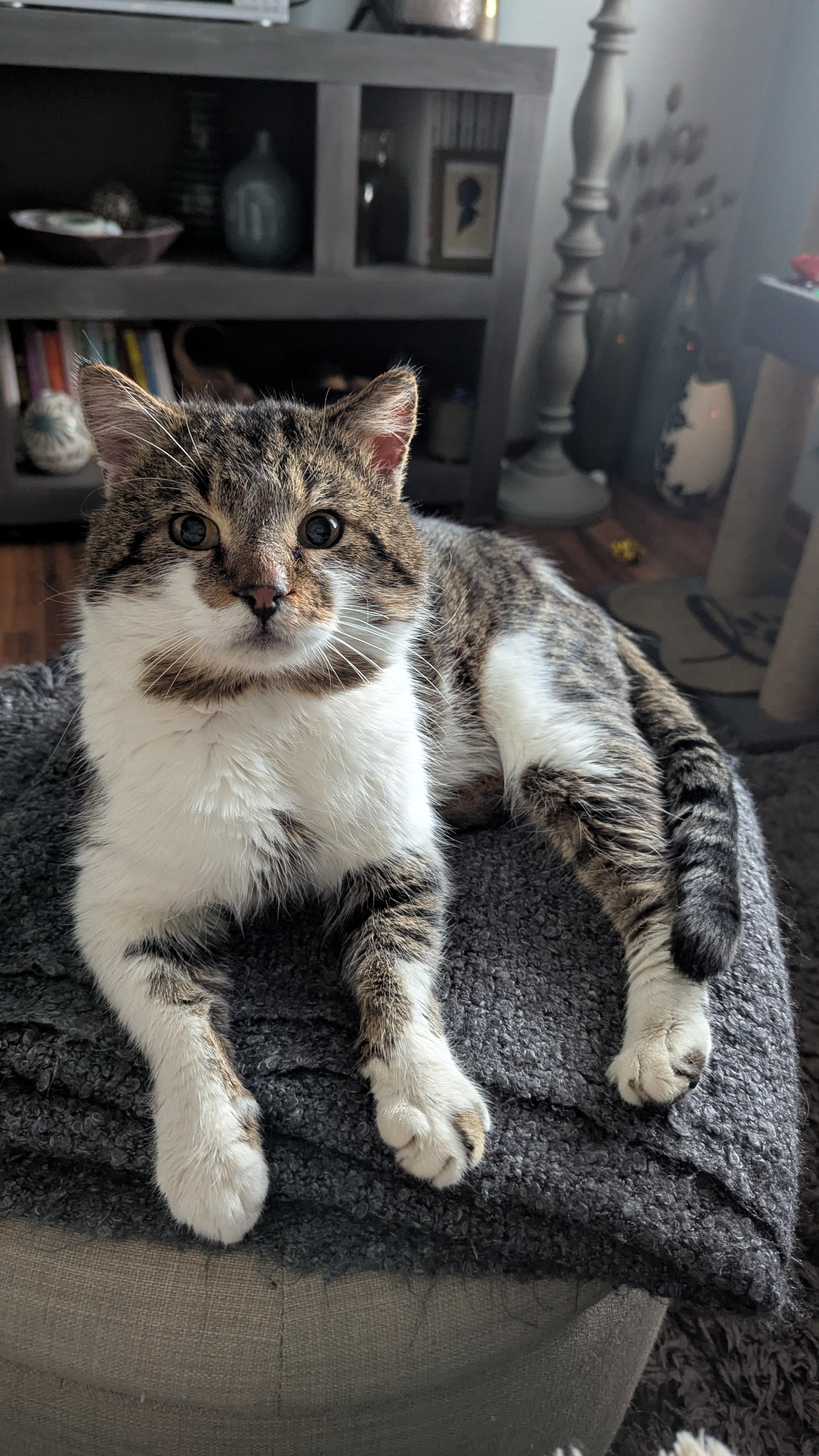 Enlarge Johnny, an adopted Domestic Short Hair in Eagan, MN image 5/5