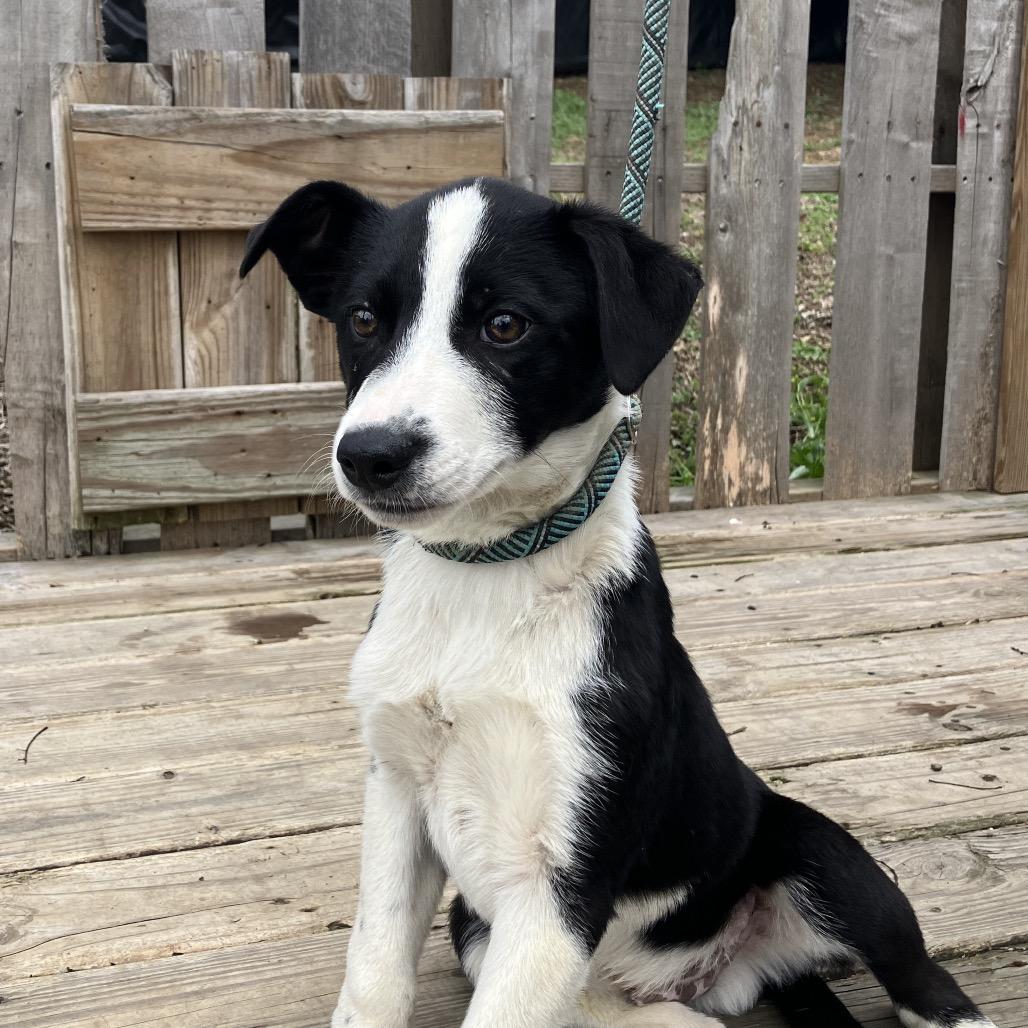 Jack, Adoptable, Puppy Male Mixed Breed.